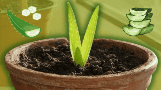 soil for aloe vera