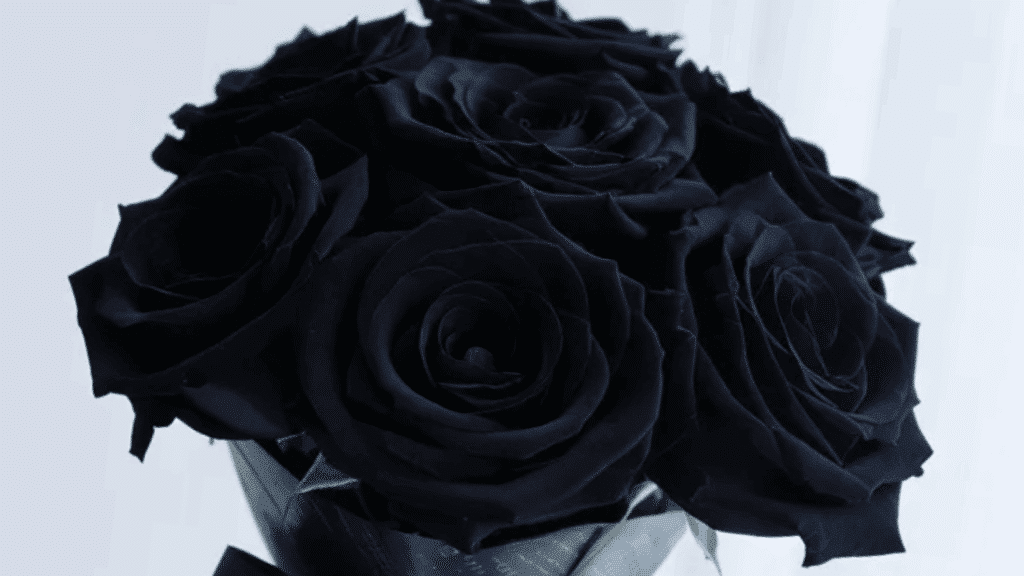 valentines colors black