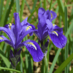 when do irises bloom