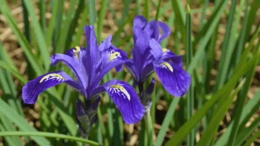 when do irises bloom