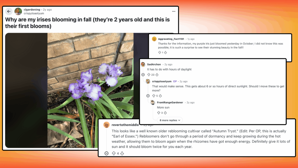 when do irises bloom in the fall