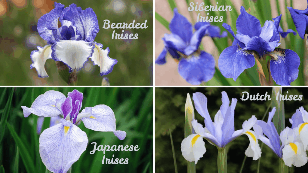when do irises bloom uk