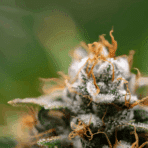 How to Relax With Mood’s Flower on Stressful Days: A Guide For the Cannabis Curious Home Owner