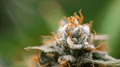 How to Relax With Mood’s Flower on Stressful Days: A Guide For the Cannabis Curious Home Owner