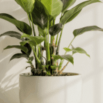zz plant benefits at home