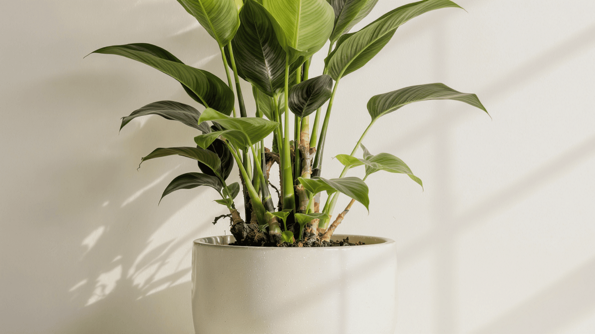zz plant benefits at home