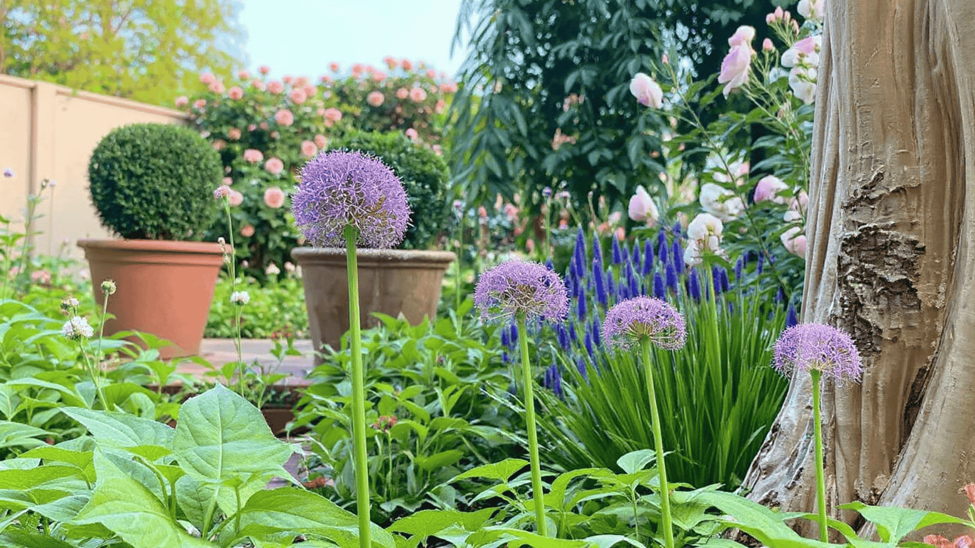 layout perennial flower garden design plans