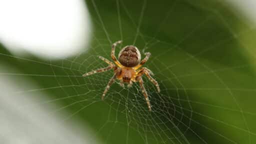 Itsy-Bitsy Spider