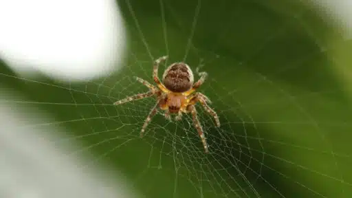Itsy-Bitsy Spider