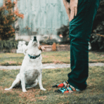 How to Create a Tick Safe Backyard for Kids and Pets