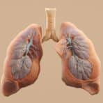 Lungs