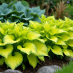 lush hosta plant with broad layered foliage thriving in partial shade.png