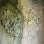 thick white and green mold growth spreading across a cracked, moisture damaged interior wall with visible staining and peeling paint